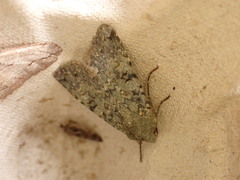 Ichneutica plena