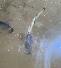 Branchinecta cornigera