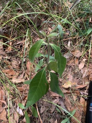 Lophostemon suaveolens