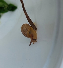 Euomphalia strigella