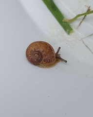 Euomphalia strigella