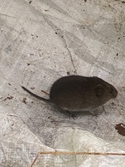 Microtus townsendii