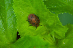 Coptochilus lentiginosus