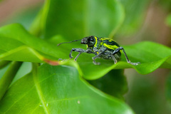 Naupactus rivulosus