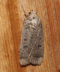 Abagrotis
