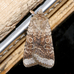 Abagrotis scopeops