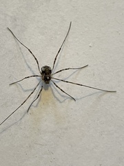 Dasylobus graniferus