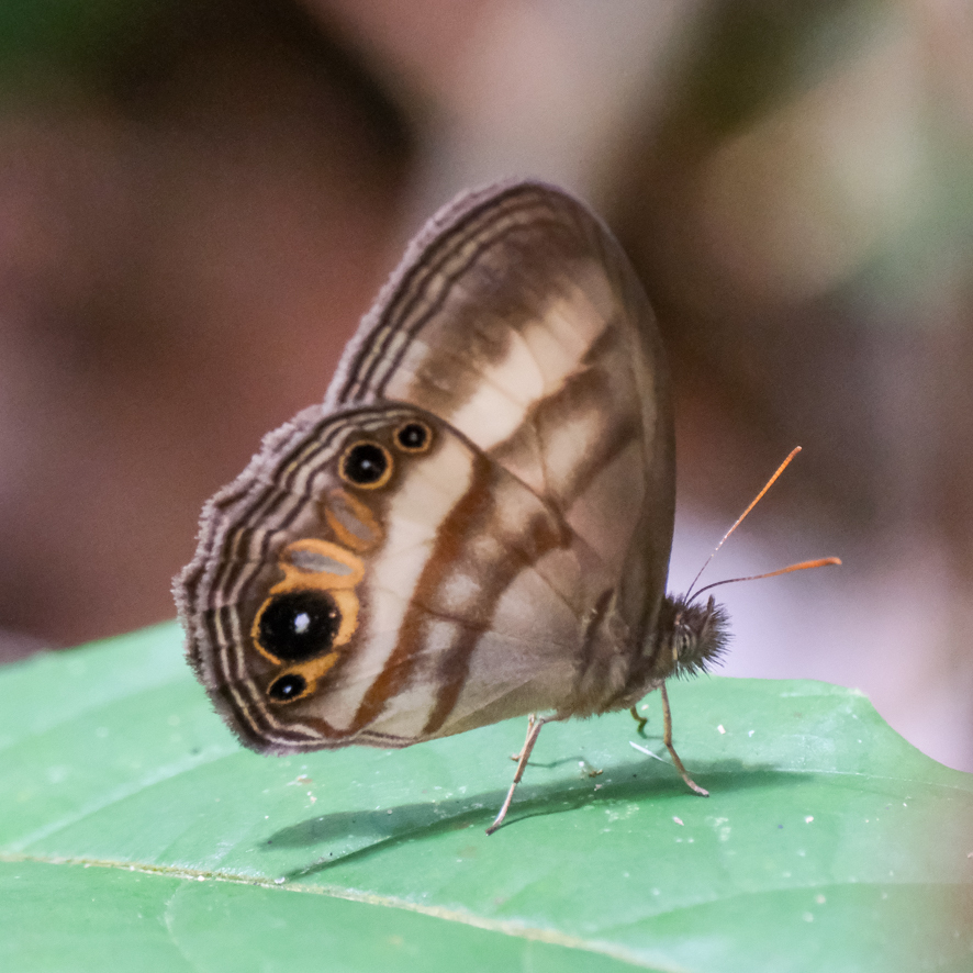Splendeuptychia nobilis