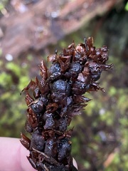 Kopsiopsis hookeri