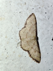 Idaea craspedota