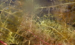 Utricularia floridana