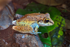 Pristimantis zeuctotylus