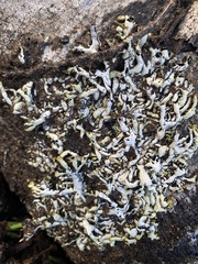 Hypogymnia enteromorpha