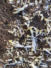 Hypogymnia enteromorpha