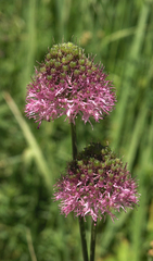 Allium fetisowii