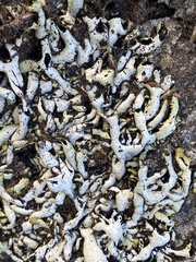 Hypogymnia enteromorpha