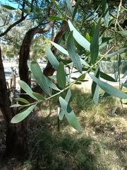 Acacia prominens