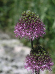 Allium fetisowii