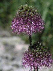 Allium fetisowii