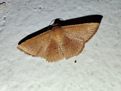 Thyrididae