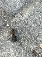 Apis mellifera