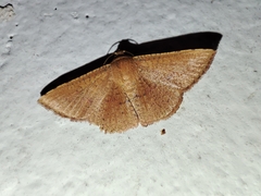 Thyrididae