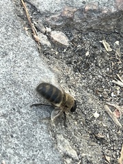Apis mellifera