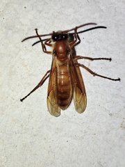 Provespa barthelemyi