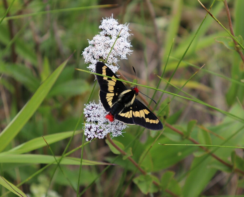 Xanthippe Firetip