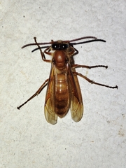 Provespa barthelemyi