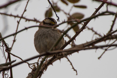 Zonotrichia albicollis