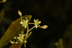 Machilus chekiangensis