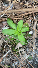 Gamochaeta americana