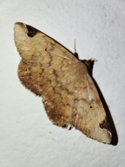 Mecodina