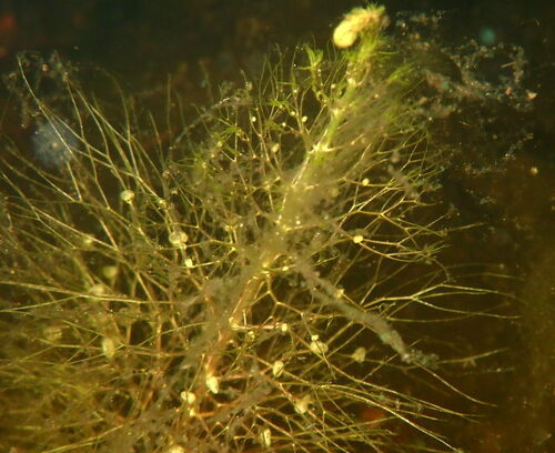 Image of Utricularia floridana by (c) mfeaver, some rights reserved (CC BY)