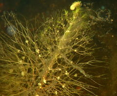 Utricularia floridana