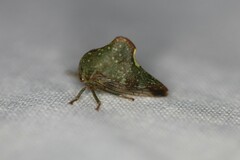 Telamona monticola