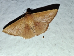Thyrididae