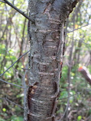 Prunus nigra