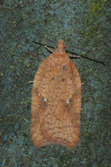 Acleris rhombana