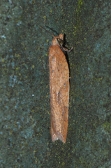 Acleris rhombana