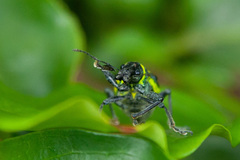 Naupactus rivulosus