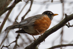 Turdus migratorius