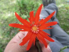Silene laciniata