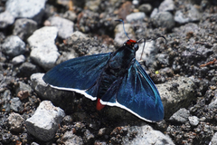 Pyrrhopyge infantilis