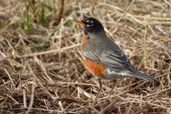 Turdus migratorius