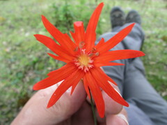 Silene laciniata