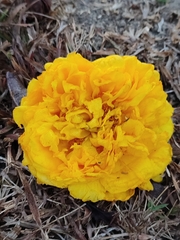 Cochlospermum regium