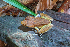 Pristimantis zeuctotylus