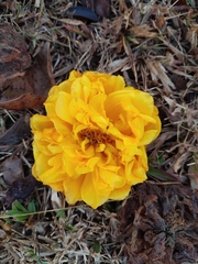 Cochlospermum regium